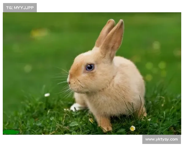 戴资颖携宠物兔子亮相台湾宠物慈善活动为爱心助力温暖现场